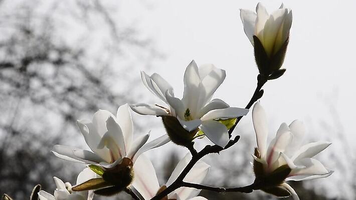 나무 계절 꽃 자연 하늘 바람 새로움 3 사람없음 옆모습 새싹 봄 벚꽃 흰색 나뭇가지 신선 오픈 개화 닫기 각도 목련 떨림 취급주의 HD MOV 해외동영상 클립영상 자연요소 식물 뷰포인트 컬러 컨셉 모션 날씨 경고 생태계 동영상 파일형식