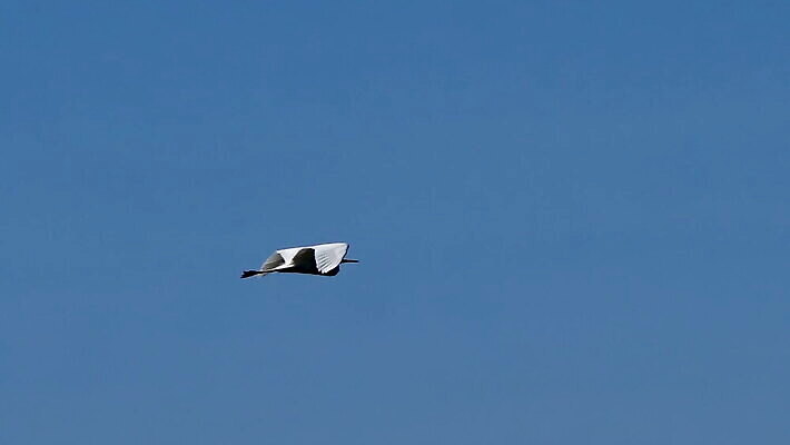 동물 남자 유럽 야생동물 바다 섬 포즈 백그라운드 날개 자연 조류 하늘 성인 사람없음 야외 파란색 뷰티 검은색 어둠 황무지 큼 남극 깃털 부리 계산서 내추럴 다뉴브강 동물상 MOV 해외동영상 클립영상 나라 컬러 사람 조형물 크기 극지방 생태계 동영상 파일형식