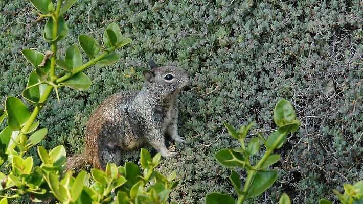나무 동물 응시 야생동물 장난 포옹 자연 생물 털 종류 사람없음 갈색 귀여움 미국 회색 다양 황무지 달콤 해충 설치류 작음 생물학 다람쥐 캘리포니아 서식지 동물상 땅바닥 서쪽 그리너리 4K MP4 해외동영상 클립영상 식물 시선 교육 컬러 다수 컨셉 북아메리카 안기 바닥 조형물 맛 벌레 크기 방향 생태계 동영상 파일형식 트랜드컬러