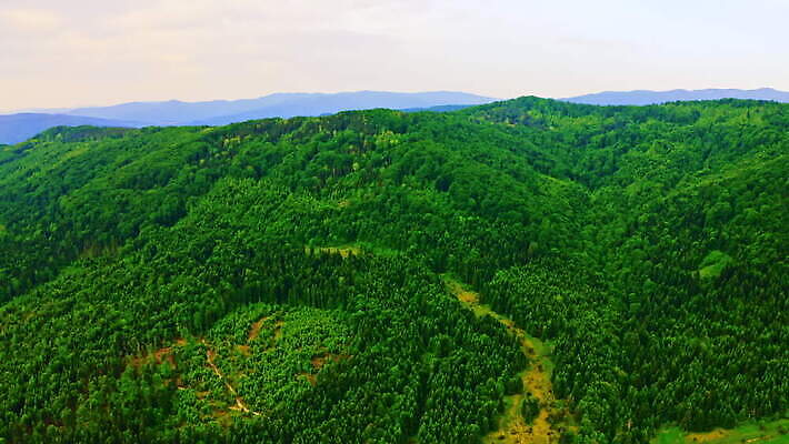 나무 식물 공원 여행 백그라운드 자연 휴가 산 안테나 풍경 사람없음 야외 초록색 햇빛 태양 일출 환경 계곡 정상 숲 장면 침엽수 전나무 내추럴 항공촬영 가문비나무 4K MOV 해외동영상 클립영상 자연요소 공공시설 뷰포인트 컬러 통신 노을 생태계 동영상 파일형식