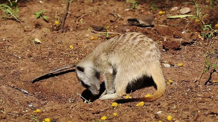 동물 응시 얼굴 야생동물 포유류 모션 아프리카 자연 생물 사람없음 야외 환경 황무지 보호 작음 클립 주둥이 동영상 남쪽 경보 남아프리카 동물상 미어캣 발톱 생태학 HD MOV 해외동영상 클립영상 시선 교육 나라 컨셉 발 신체부위 조형물 크기 방향 생태계 파일형식