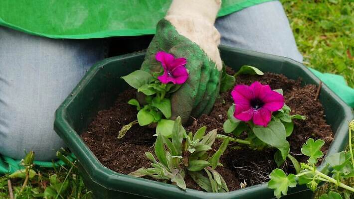 식물 백인 손 여자 꽃 분홍색 장갑 자연 사람 성인 취미 야외 초록색 정원 봄 냄비 꽃집 심기 원예사 피튜니아 4K MP4 해외동영상 클립영상 서양인 직업 잡화 계절 컬러 모션 신체부위 상점 솥 생태계 동영상 파일형식