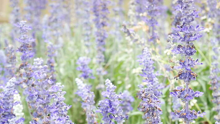 식물 디자인 계절 꽃 분홍색 컬러 백그라운드 잎 자연 아침 주택 건강 초원 사람없음 야외 초록색 여름 파란색 울타리 컬러풀 정원 보라색 봄 벚꽃 침대 신선 허브 제비꽃 유기농 원예 보케 내추럴 세이지 엑스포 영원 4K MOV 해외동영상 클립영상 주간 웰빙 가구 취미 건물 담장 생태계 동영상 파일형식