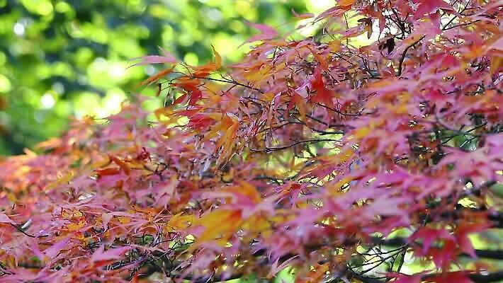 나무 계절 공원 컬러 백그라운드 단풍 낙엽 잎 자연 날리기 바람 날씨 종류 사람없음 빨간색 초록색 빛 뷰티 정원 나뭇가지 땅 보케 적갈색 MOV 해외동영상 클립영상 자연요소 식물 공공시설 모션 갈색 생태계 동영상 파일형식