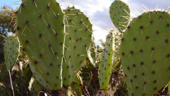 나무 식물 꽃 여행 백그라운드 자연 날씨 선인장 건조 사람없음 초록색 물 사막 뜨거움 가시 척추 날카로움 애리조나 내추럴 뉴멕시코 다육식물 4K MP4 해외동영상 클립영상 자연요소 컬러 뼈 미국 생태계 동영상 파일형식
