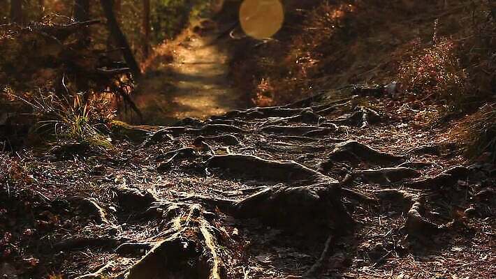 나무 식물 디자인 계절 공원 컬러 백그라운드 잎 패턴 자연 표면 추상 이끼 사람없음 야외 목재 초록색 물 여름 빛 컬러풀 갈색 노란색 환경 검은색 어둠 봄 가을 나뭇가지 거친 숲 질감 뿌리 공상 마법 내추럴 나쁜 깊이 땅바닥 MOV 해외동영상 클립영상 자연요소 공공시설 무늬 재료 바닥 생태계 동영상 파일형식