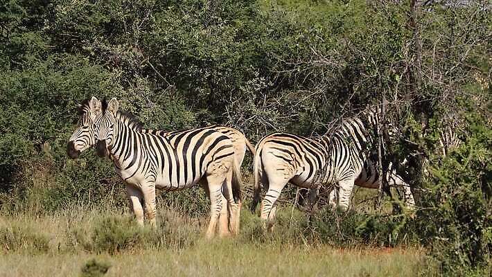 동물 야생동물 포유류 모션 아프리카 자연 초식동물 사람없음 야외 환경 황무지 보호 사파리 클립 얼룩말 서식지 동영상 내추럴 남아프리카 동물상 사바나 생태학 HD MOV 해외동영상 클립영상 교육 나라 컨셉 조형물 말_동물 생태계 파일형식