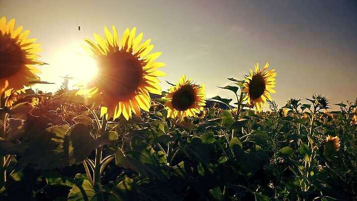 식물 계절 꽃잎 꽃 컬러 곤충 백그라운드 잎 꽃무늬 밭 농업 오렌지 자연 하늘 해바라기 씨앗 사람없음 야외 초록색 여름 컬러풀 햇빛 노란색 정원 맑음 봄 활발 벚꽃 시골 원형 개화 벌 유기농 꽃가루 꿀 내추럴 4K MP4 해외동영상 클립영상 도형 동물 웰빙 산업 컨셉 무늬 과일 날씨 태양 가루 생태계 동영상 파일형식