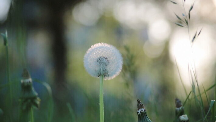 식물 계절 꽃 물결 백그라운드 자연 씨앗 사람없음 아웃포커스 일출 정원 일몰 봄 성장 벚꽃 닫기 5월 보케 부드러움 HD MOV 해외동영상 클립영상 모션 촬영기법 노을 감각 날짜 생태계 동영상 파일형식
