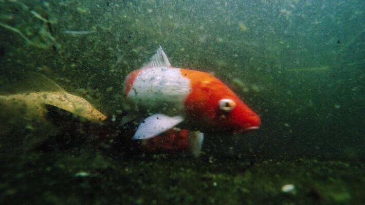아시아 호수 오렌지 모션 자연 어류 동양인 사람없음 빨간색 물 강 컬러풀 노란색 마주보기 평화 수중 수영 침묵 활발 흰색 연못 신선 개울 황금 닫기 당구 금붕어 수족관 잉어 동물상 민물 이국적 많음 4K 수중영상 MP4 해외동영상 클립영상 자연요소 나라 컬러 컨셉 과일 인종 조형물 구기 수중동물 소리 수상스포츠 생태계 동영상 파일형식