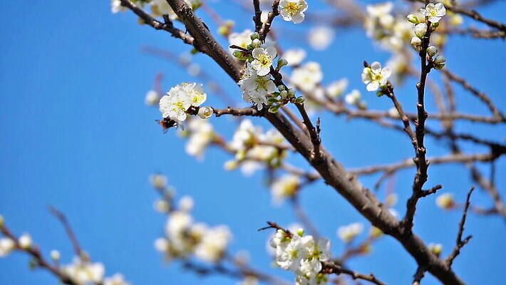 나무 식물 계절 꽃잎 꽃 분홍색 백그라운드 잎 꽃무늬 자연 하늘 사람없음 정원 맑음 봄 벚꽃 흰색 나뭇가지 신선 개화 체리 닫기 사과 5월 원예 보케 부드러움 내추럴 MOV 해외동영상 클립영상 컬러 무늬 과일 모션 날씨 취미 감각 날짜 생태계 동영상 파일형식