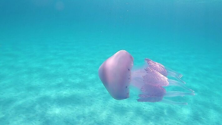동물 야생동물 모래 바다 분홍색 컬러 우산 모션 생물 무척추동물 통 종류 어류 사람없음 물 파란색 햇빛 환경 바닷속 수중 수영 투명 지중해 아래 생태계 다이빙 장면 젤리 해파리 깊이 생태학 소금물 필터 MOV 해외동영상 클립영상 자연요소 교육 디저트 태양 수중동물 수상스포츠 자포동물 방향 위치 동영상 수중스포츠 파일형식