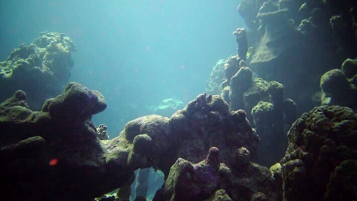 동물 야생동물 바다 컬러 백그라운드 자연 낚시 이집트 어류 사람없음 빨간색 물 파란색 컬러풀 환경 바닷속 수중 수영 수중동물 산호 산호초 다이빙 스쿠버다이빙 소금 암초 홍해 해파리 깊이 생태학 이국적 4K MP4 해외동영상 클립영상 자연요소 교육 아프리카 레저 수상스포츠 수중식물 자포동물 생태계 동영상 수중스포츠 파일형식