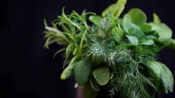 식물 음식 백그라운드 잎 채소 재료 자연 고추 탁자 건강 마늘 요리 사람없음 초록색 빛 정원 검은색 어둠 나뭇가지 신선 양념 조미료 맛 민트 허브 향신료 묘사 유기농 올리브 매움 날것 향기 아로마 향 후추 바질 로즈메리 내추럴 고립 맛있는 스피아민트 4K MOV 해외동영상 클립영상 나무 웰빙 열매 컬러 가구 컨셉 생태계 냄새 동영상 향미료 파일형식