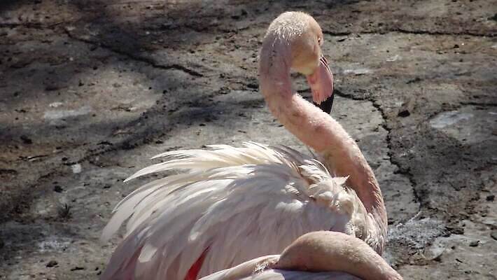 동물 야생동물 바다 분홍색 날개 오렌지 아프리카 자연 조류 사람없음 물 컬러풀 세계 흰색 플라밍고 깃털 부리 목 물새 내추럴 동물상 4K MP4 해외동영상 클립영상 자연요소 나라 컬러 과일 신체부위 조형물 생태계 동영상 파일형식