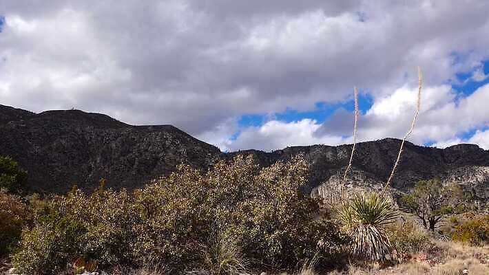 나무 식물 구름 꽃 도로 여행 백그라운드 자연 날씨 산 선인장 건조 풍경 사람없음 물 여름 기계 일몰 사막 뜨거움 가시 척추 날카로움 애리조나 내추럴 뇌우 뉴멕시코 다육식물 4K MP4 해외동영상 클립영상 자연요소 계절 길 교통시설 뼈 노을 미국 생태계 동영상 파일형식
