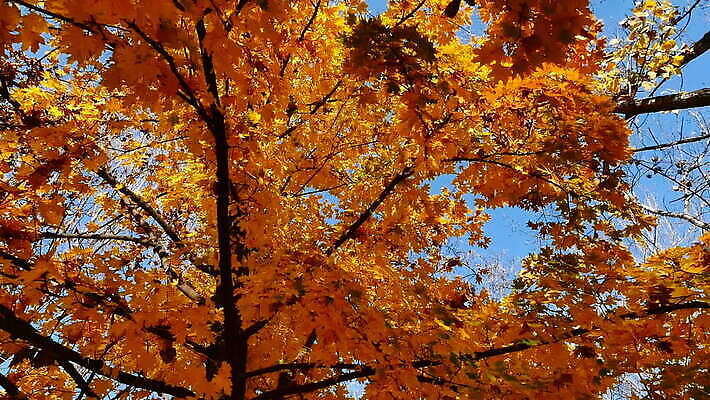 나무 식물 계절 공원 도로 컬러 백그라운드 단풍 잎 패턴 오렌지 자연 풍경 사람없음 야외 목재 빨간색 빛 컬러풀 햇빛 태양 노란색 환경 냉동 가을 나뭇가지 시골 변화 황금 숲 11월 추수감사절 10월 내추럴 MOV 해외동영상 클립영상 자연요소 공공시설 기독교 길 컨셉 무늬 과일 재료 교통시설 날짜 생태계 동영상 파일형식
