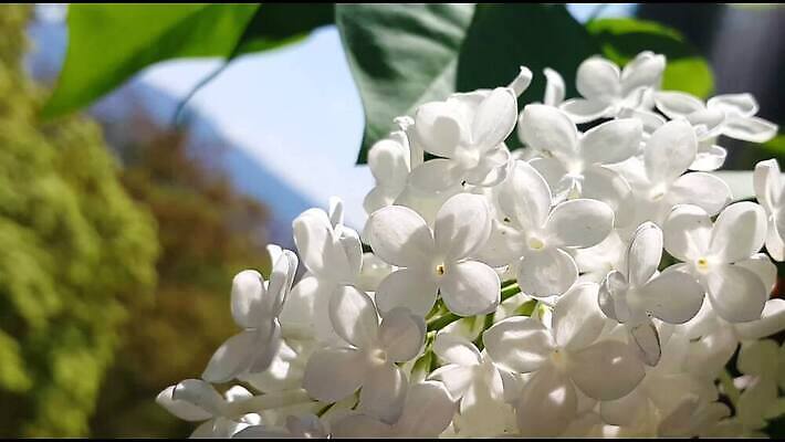 식물 계절 공원 꽃 물결 백그라운드 잎 농업 모션 자연 건강 사람없음 야외 초록색 컬러풀 햇빛 노란색 정원 봄 활발 성장 벚꽃 가을 나뭇가지 신선 개화 황금 닫기 숲 10월 내추럴 4K MP4 해외동영상 클립영상 나무 공공시설 산업 컬러 컨셉 태양 날짜 생태계 동영상 파일형식