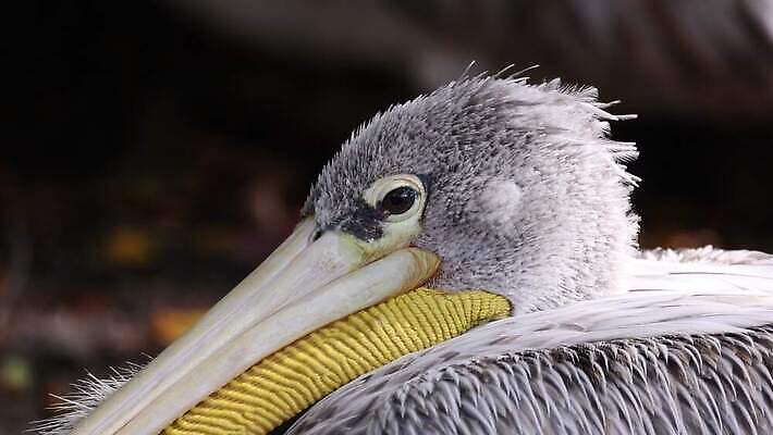 동물 야생동물 여행 자연 조류 함께함 사람없음 야외 수수께끼 재산 펠리컨 부리 대가리 이국적 4K MOV 해외동영상 클립영상 컨셉 금융 생태계 동영상 파일형식