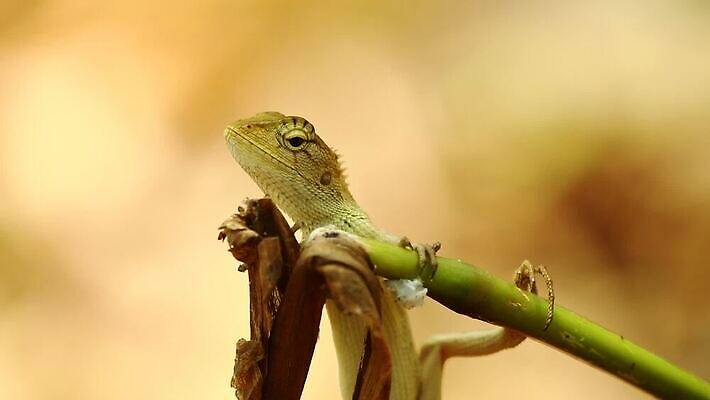 동물 야생동물 파충류 생물 양서류 사람없음 컬러풀 햇빛 머리 정원 나뭇가지 작음 피부 보케 도마뱀 이구아나 이국적 카멜레온 HD MOV 해외동영상 클립영상 나무 컬러 신체부위 태양 크기 동영상 파일형식