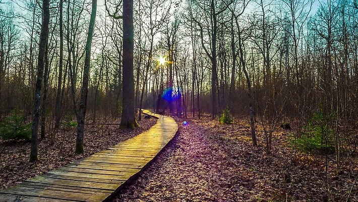 나무 공원 길 백그라운드 자연 사람없음 태양 숲 4K MP4 해외동영상 클립영상 자연요소 식물 공공시설 생태계 동영상 파일형식
