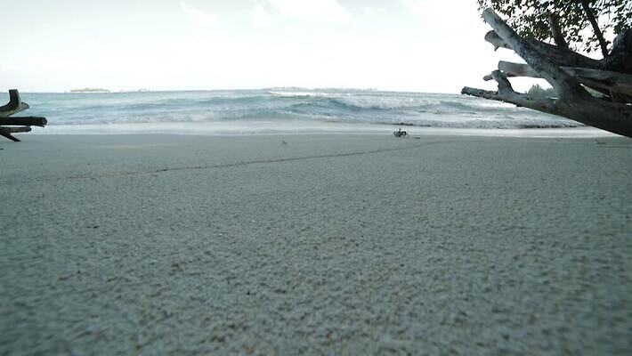 아시아 모래 파도 바다 섬 여행 백그라운드 자연 하늘 휴가 휴식 손바닥 풍경 해변 사람없음 야외 물 여름 파란색 야자수 맑음 흰색 전원 휴양지 하와이 코코넛 몰디브 도미니카공화국 마이애미 바하마 이국적 터키석 파라다이스 MOV 해외동영상 클립영상 자연요소 나무 손 계절 나라 컬러 컨셉 과일 날씨 미국 장소 남아메리카 전기에너지 보석 생태계 동영상 파일형식