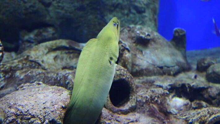 동물 바다 사람없음 바닷속 구멍 산호 장어 수족관 동물상 MOV 해외동영상 클립영상 어류 조형물 수중 자포동물 동영상 파일형식