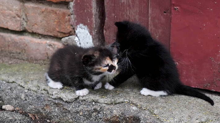 동물 응시 야생동물 2 포유류 놀이 사람없음 야외 반려동물 검은색 고양이 산책 아기 닫기 작음 모피 호기심 꼬리 노숙자 4K MOV 해외동영상 클립영상 시선 감정 컬러 컨셉 모션 휴식 사람 크기 동영상 파일형식
