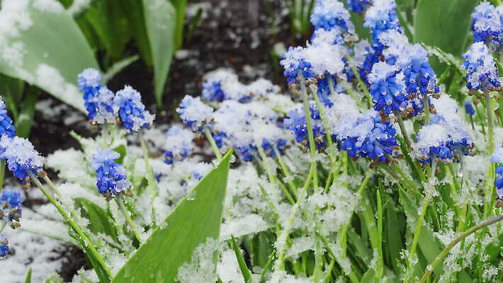 식물 계절 꽃잎 꽃 겨울 자연 사람없음 파란색 정원 냉동 얼음 봄 추위 종 흰색 개화 수증기 작음 4월 아래 속도 서리 내추럴 제설기 폭설 히아신스 4K MOV 해외동영상 클립영상 자연요소 컬러 눈_날씨 날짜 크기 자연재해 방향 생태계 위치 동영상 제설 파일형식