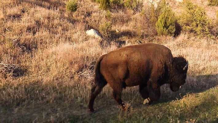 동물 공원 남자 야생동물 포유류 자연 털 사람없음 여름 갈색 계곡 미국 군중 방목 들소 황소 짝짓기 와이오밍 전국 4K MP4 해외동영상 클립영상 계절 공공시설 컬러 북아메리카 사람 소 축산업 생태계 동영상 파일형식