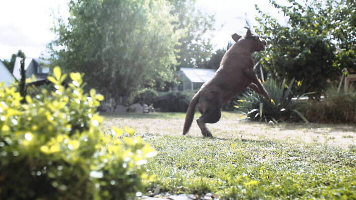 전신 식물 동물 공 포유류 놀이 잔디 사람없음 야외 반려동물 갈색 맑음 잡기 개 리트리버 테니스공 래브라도리트리버 송곳니 기르기 동물상 뒤뜰 순혈 MOV 해외동영상 슬로모션 클립영상 컬러 모션 날씨 촬영기법 조형물 테니스용품 치아 동영상 돌봄 파일형식