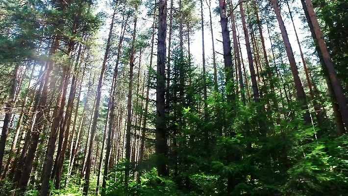 나무 산업 줄기 컬러 모션 자연 스웨덴 핀란드 사람없음 목재 농장 환경 산책 운전 소나무 숲 상업 침엽수 잡동사니 라트비아 리투아니아 삼림지대 수목 스칸디나비아 에스토니아 4K MP4 해외동영상 클립영상 식물 유럽 농업 재료 휴식 북유럽 생태계 동영상 파일형식