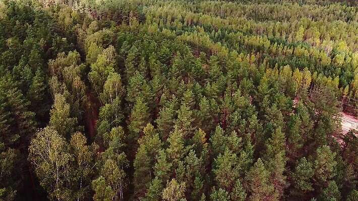 나무 계절 공원 유럽 백그라운드 자연 바람 안테나 사람없음 야외 목재 초록색 평화 환경 봄 소나무 정상 저녁 숲 땅 생태계 질감 러시아 장면 내추럴 드론 벨로루시 삼림지대 조감도 평야 카피스페이스 MOV 해외동영상 클립영상 자연요소 식물 공공시설 나라 컬러 컨셉 재료 통신 날씨 공백 야간 동영상 파일형식