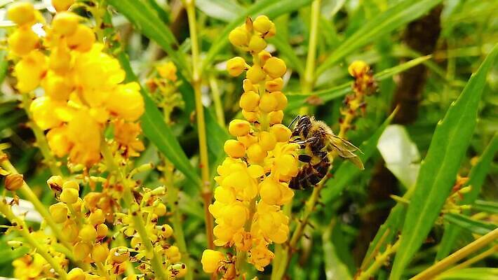 식물 동물 꽃 곤충 잎 모션 자연 사람없음 초록색 노란색 걷기 만지기 나뭇가지 닫기 꿀벌 벌 수집 관목 묘사 보케 꽃가루 꿀 느림 블러효과 MP4 해외동영상 클립영상 나무 컬러 벌_곤충 가루 생태계 동영상 블러 파일형식 효과
