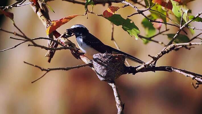 동물 아시아 야생동물 자연 조류 사람없음 둥지 수유 스리랑카 MOV 해외동영상 클립영상 나라 생태계 동영상 파일형식
