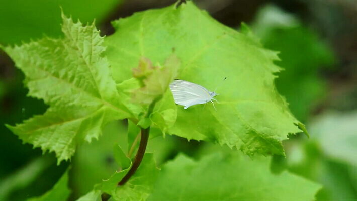 식물 꽃 아시아 야생동물 나비 곤충 백그라운드 잎 날개 자연 바람 한국 사람없음 야외 초록색 여름 빛 환경 정원 맑음 봄 흰색 신선 숲 작음 불기 동영상 내추럴 블러 MOV 해외동영상 클립영상 자연요소 동물 계절 나라 컬러 모션 날씨 크기 생태계 파일형식