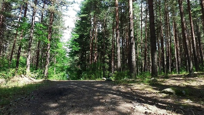 나무 1 라이프스타일 계절 공원 여자 스포츠 모션 자연 건강 한명 사람 야외 초록색 달리기 조깅 운동 활발 가을 숲 달리기선수 4K MP4 해외동영상 클립영상 식물 공공시설 컬러 컨셉 생활 생태계 육상선수 동영상 파일형식