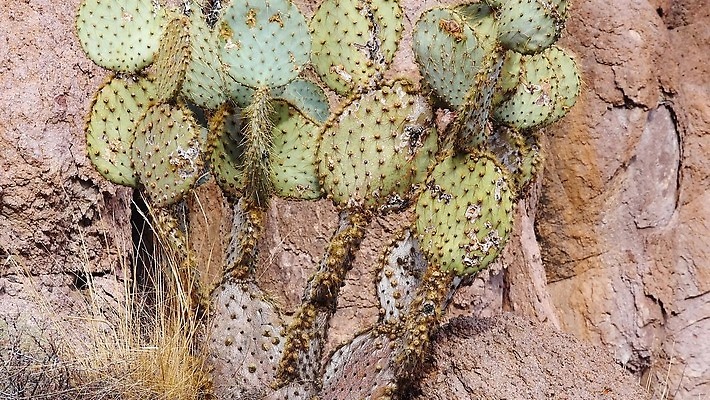 식물 꽃 분홍색 백그라운드 꽃무늬 과일 자연 날씨 선인장 건조 풍경 사람없음 초록색 여름 파란색 컬러풀 보라색 사막 뜨거움 가시 냄비 척추 내추럴 다육식물 4K MP4 해외동영상 클립영상 계절 컬러 무늬 뼈 솥 생태계 동영상 파일형식