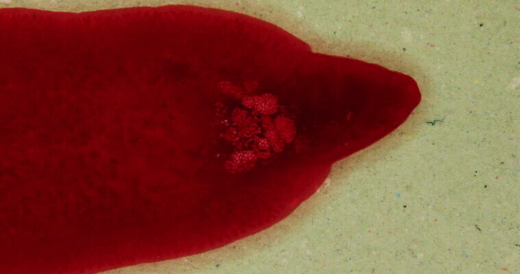 야생동물 돋보기 사람없음 빨간색 점프 확대 벌레 핥기 위험 기어가기 4K MOV 해외동영상 클립영상 동물 컬러 곤충 컨셉 모션 동영상 파일형식