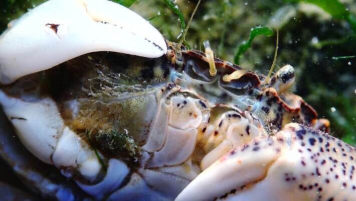 동물 야생동물 바다 절지류 자연 새우 생물 무척추동물 갑각류 사람없음 환경 바닷속 수중 게 가재 지중해 생태계 생물학 암 발톱 생태학 소금물 4K 수중영상 MP4 해외동영상 클립영상 교육 발 질병 동영상 파일형식