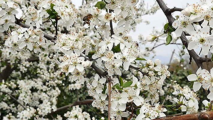 나무 식물 계절 꽃잎 꽃 분홍색 컬러 백그라운드 잎 꽃무늬 자연 하늘 사람없음 야외 초록색 여름 정원 일본 봄 성장 벚꽃 흰색 나뭇가지 신선 개화 체리 벌 묘사 내추럴 MOV 해외동영상 슬로모션 클립영상 아시아 곤충 무늬 과일 촬영기법 생태계 동영상 파일형식