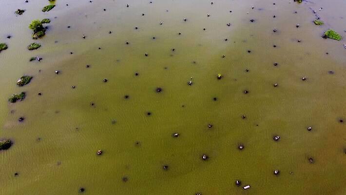 바다 여행 자연 하늘 휴가 휴식 손바닥 사람없음 목재 물 평화 침묵 고독 썰물 뿌리 이국적 비어있는 4K MOV 해외동영상 클립영상 자연요소 나무 손 감정 컨셉 재료 소리 생태계 동영상 파일형식