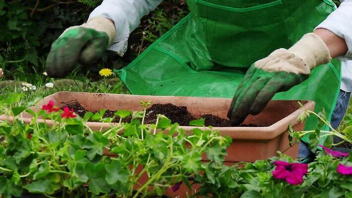 식물 백인 손 여자 꽃 분홍색 장갑 자연 사람 성인 취미 야외 초록색 정원 봄 냄비 꽃집 심기 원예사 제라늄 4K MP4 해외동영상 클립영상 서양인 직업 잡화 계절 컬러 모션 신체부위 상점 솥 생태계 동영상 파일형식