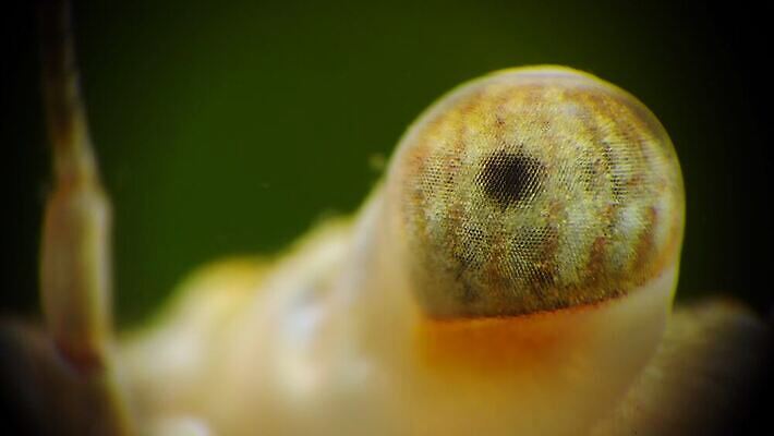 동물 야생동물 바다 과학 절지류 새우 무척추동물 갑각류 사람없음 물 세계 환경 바닷속 수중 게 가재 생태계 생물학 암 동물상 발톱 생태학 4K 수중영상 MP4 해외동영상 클립영상 자연요소 교육 발 조형물 질병 동영상 파일형식