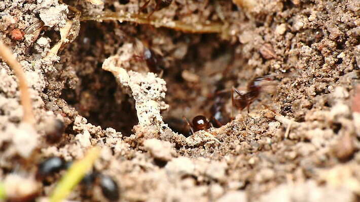 식물 동물 계절 모래 조각 곤충 백그라운드 자연 노동자 무척추동물 건조 씨앗 사람없음 야외 건물 목재 갈색 환경 검은색 흙 작업 거친 그룹 터널 달콤 벌레 둥지 작음 가루 목수 묘사 아로마 먼지 개미 흙더미 충동구매 땅바닥 식민지 4K MOV 해외동영상 클립영상 나무 직업 건축물 길 컬러 재료 바닥 쇼핑 맛 크기 생태계 동영상 과소비 파일형식 더미
