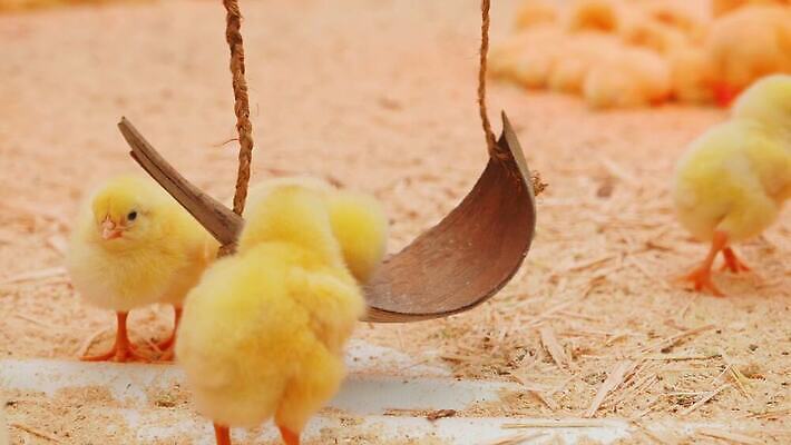 동물 조각 백그라운드 모션 놀이 조류 휴식 디저트 부활절 함께함 병아리 사람없음 목재 장식 빨간색 울타리 달리기 농장 노란색 파티 점프 봄 흰색 시골 램프 신생아 닫기 작음 먹이 먹기 깃털 그네 유기농 방목장 설치 적외선 톱밥 4K MP4 해외동영상 클립영상 나무 웰빙 계절 기념일 음식 컬러 컨셉 농업 재료 조명 이벤트 담장 아기 크기 가루 동영상 파일형식