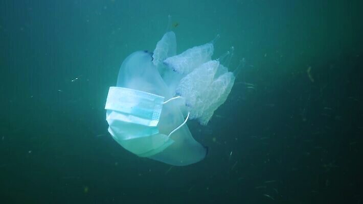동물 야생동물 바다 무척추동물 통 사람없음 물 파란색 환경 바닷속 수중 투명 우아함 위험 지중해 생태계 육식동물 젤리 해파리 살인 생태학 소금물 필터 화상 4K 수중영상 MP4 해외동영상 클립영상 자연요소 교육 컬러 컨셉 디저트 범죄 자포동물 상처 동영상 파일형식