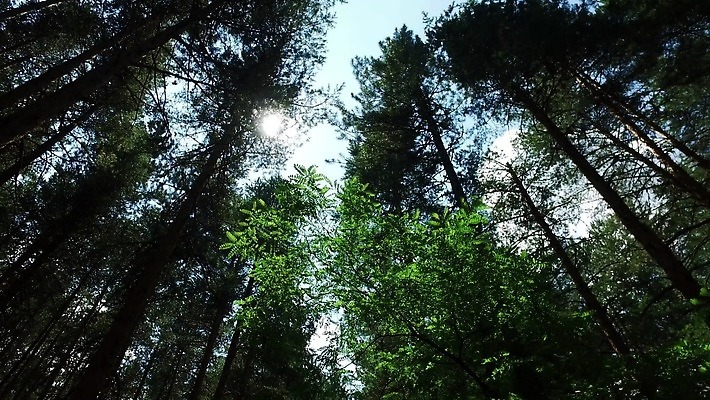 나무 식물 잎 모션 새로움 바닥 사람없음 초록색 빛 태양 환경 정원 봄 활발 에너지 성장 광선 나뭇가지 숲 아래 생태계 태평양 상록수 서식지 느림 리빙 강렬 생태학 시애틀 양치류 워싱턴 4K MP4 해외동영상 클립영상 자연요소 계절 교육 바다 컬러 컨셉 미국 방향 위치 동영상 파일형식