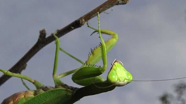 동물 1 유럽 야생동물 곤충 백그라운드 절지류 자연 무척추동물 안테나 사람없음 초록색 기도 벌레 생물학 육식동물 사냥꾼 내추럴 동물상 포식 4K MP4 해외동영상 클립영상 직업 교육 나라 컬러 통신 조형물 생태계 동영상 파일형식