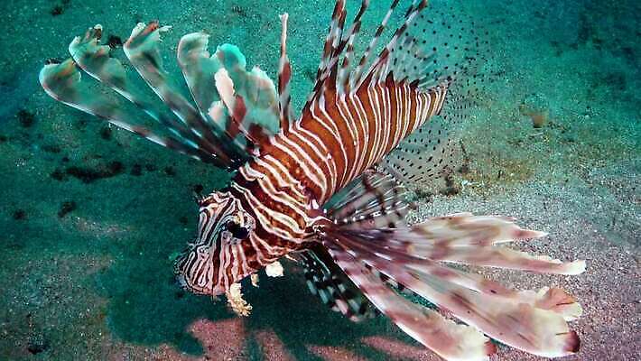 동물 야생동물 바다 컬러 자연 이집트 어류 사람없음 빨간색 물 바닷속 수중 수영 수중동물 산호 산호초 사자 다이빙 스쿠버다이빙 소금 암초 홍해 해파리 깊이 생태학 이국적 4K MP4 해외동영상 클립영상 자연요소 교육 포유류 아프리카 수상스포츠 수중식물 자포동물 생태계 동영상 수중스포츠 파일형식